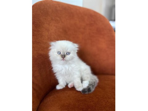 Scottish Fold Longhair Blue Point