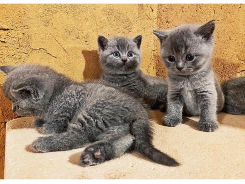 British Shorthair Kedi Yavruları