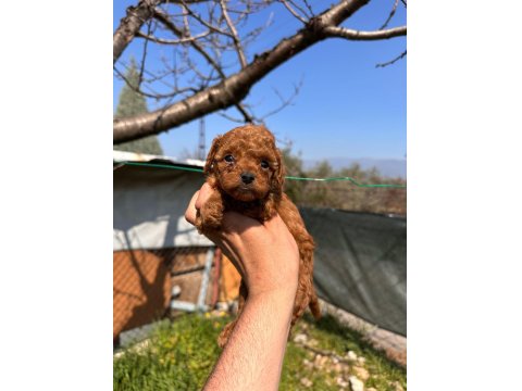 Mini Toy Poodle Bebekler Evden