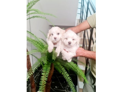 Tuvalet Eğitimli Karbeyaz Lekesiz Maltese Minnaklarım