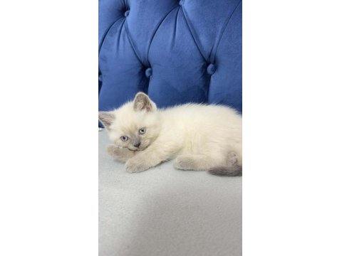 2 Aylık Erkek Kedim (Blue Point)