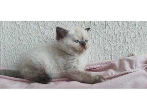 İran Kedisi Miniklerimiz Ailelerini Bekliyor