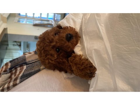 Teacup Sevimli Poodle 4 Aylık