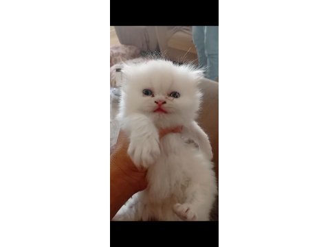 İran Kedisi Yavrularımızın Yeni Ailesi Olmak İster Misin