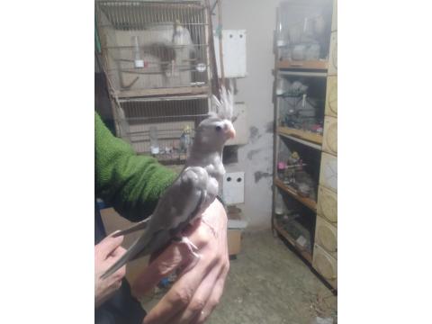 Bebek Wifi Sultan Papağanı Yavrular