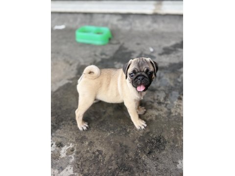 Pug Mops Yavru Köpekler