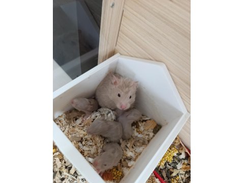Sağlıklı Suriye Hamster Yavruları