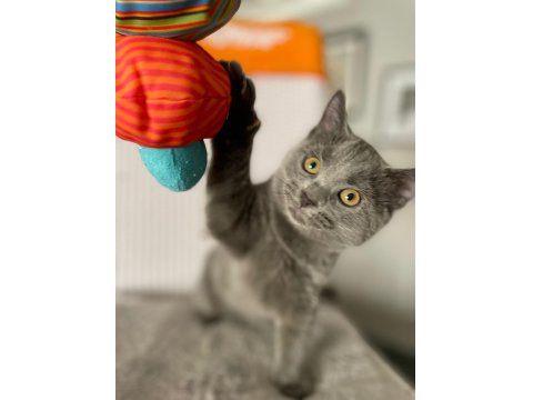 Acil Yavru Russian Blue İlanımız