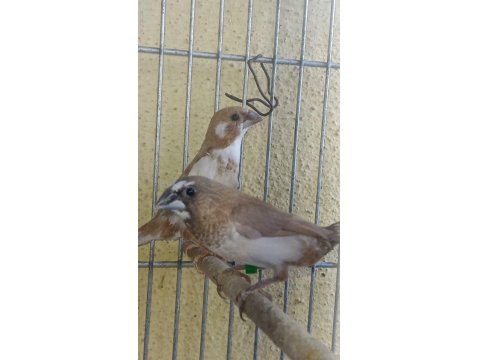 Ücretli Sahiplendirilecek Kuşlarım Bengaller