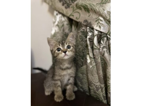 Rus-İran Kırması Yavru Kedimiz