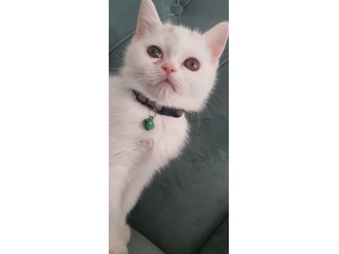 British Shorthair Kedilerimiz