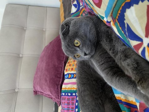 8 Aylık Top Kafa Scottish Fold