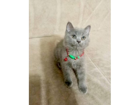 Yavru Kedilerin Mama Tuvalet Eğitimi Verildi