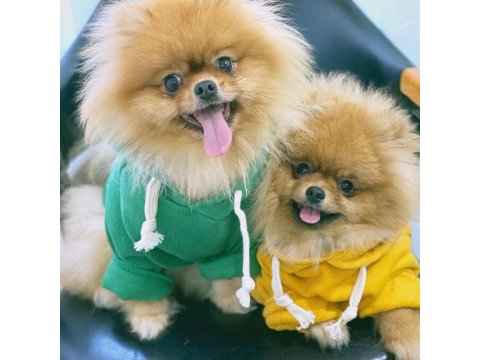 Teddy Bear Pomeranian Yavru Köpekleri