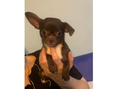 18.10.2025 Doğumlu Erkek Şivava Yavrumuz Ömürlük Yuvasını Arıyor