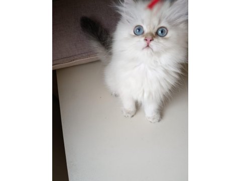 British Longhair Kedilerimiz