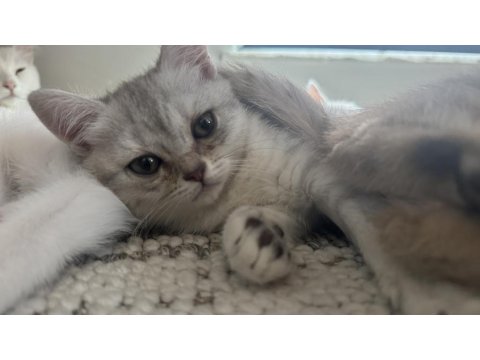 3 Aylık Birbirinden Güzel British Yavrular