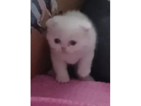 Scottish Fold Ve Scottish Straight Kardeşler