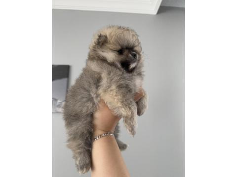 Pomeranian Boo Dişi Ve Erkek