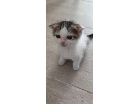 Cins Ve Kırma Kedi Karışımıdır Sahibini Bekliyor