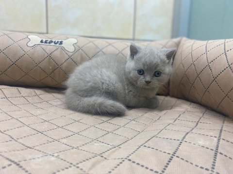 K9 Avrupa Çiftliğinden Irk Ve Sağlık Garantili British Ve Scottish Yavruları