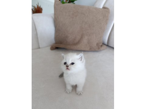 British Shorthair Yavrular