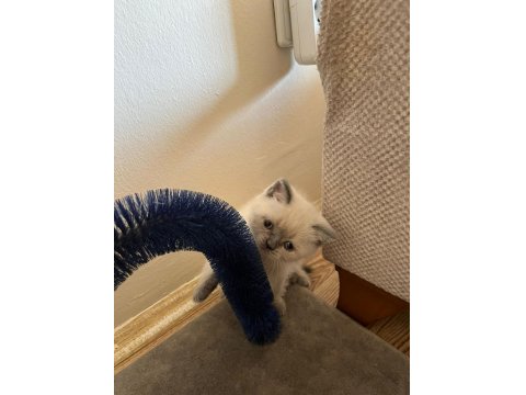 Müthiş Güzellikte Blue Point British Shorthair Kızımız