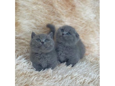 British Shorthair Irk Garantili Yavrular