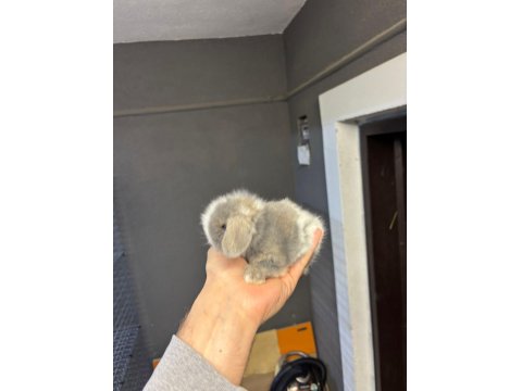 Hollanda Cüce Ve Mini Lop Tavşanı Yavrular Her Yere Gönderim