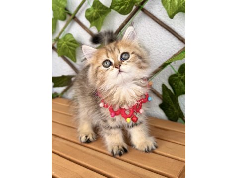 Dişi Golden British Pofuduğum Uygun