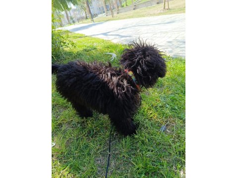 6 Aylık Siyah Toy Poodle