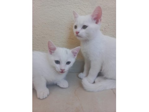 2 Aylık British Bebeklerimiz Sahiplendirilecektir