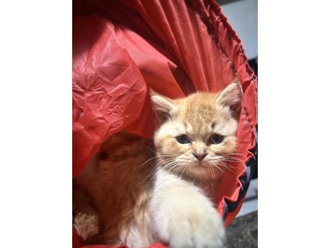 British Shorthair Turuncu Yavru