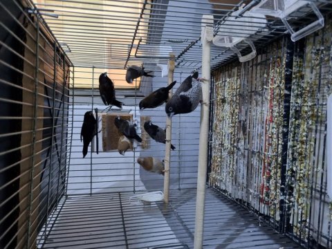 Şok Kampanya Vasıflı Mokka Kuşlar