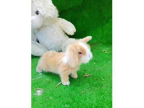 1 Aylık Hollanda Teddy Lop Tavşan Yavrularım