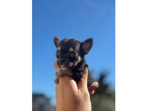 Sağlık Ve Irk Garantili Chihuahua Yavrularımız