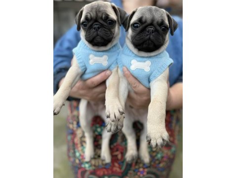 Pug Mops Yavru Köpekler