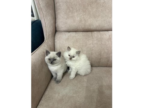 Yavru British Shorthair Yavru Blue Point Çok Minnoş