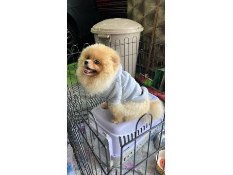 Pomeranian Boo Sevimli Ayı Yüz