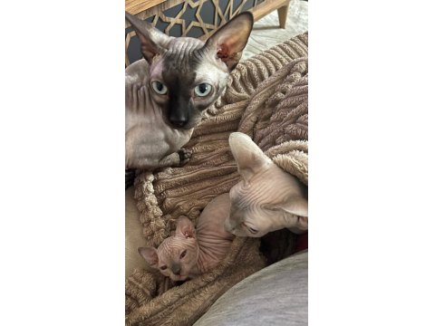 Safkan Kanada Sfenks Yavruları