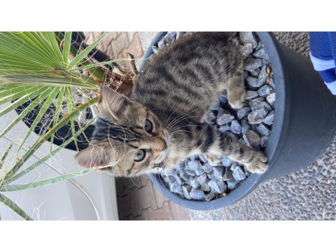 Aslan Tekir Kızımız Yuva Arıyor