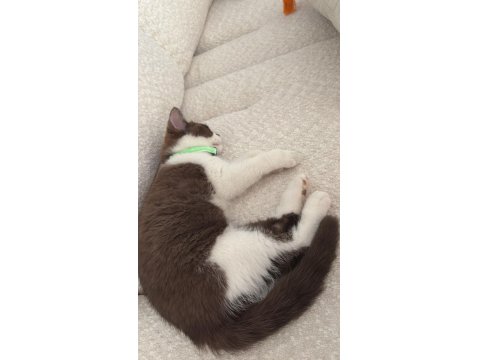 2.5 Aylık Maskeli British Kedimiz