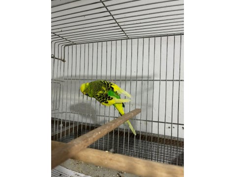 Jumbo Muhabbet Kuşu