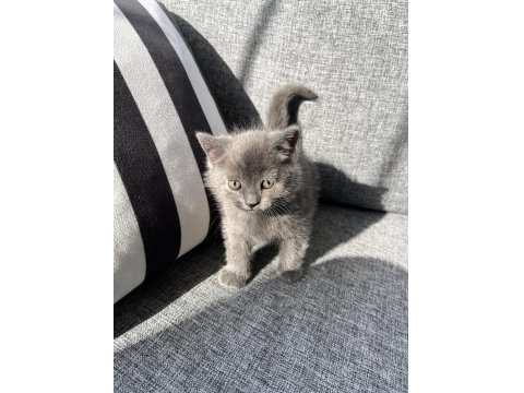 British Shorthair Bebek Kedimiz