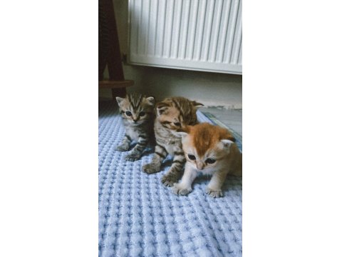 British Yavru Kediler