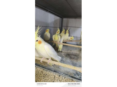 Sultan Papağanımız