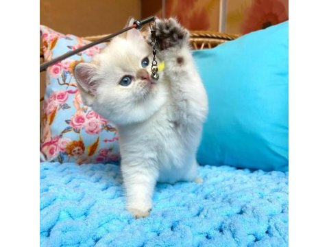 Sevimli British Shorthair Yavruları