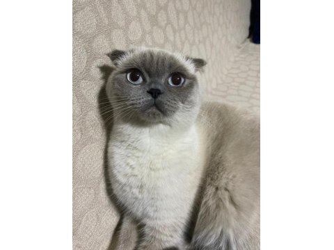 Dişi Kedimiz Yeni Yuvasını Arıyor