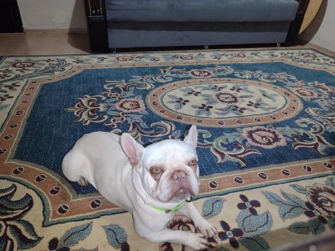 Lilac Tan Platinium French Bulldog