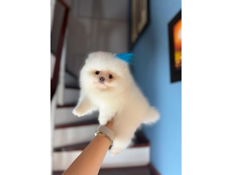 Pomeranian Bebekler Büyümez Garantili